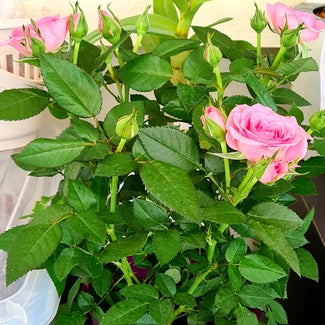 China Rose plant in Bandar Seri Begawan, Brunei-Muara District