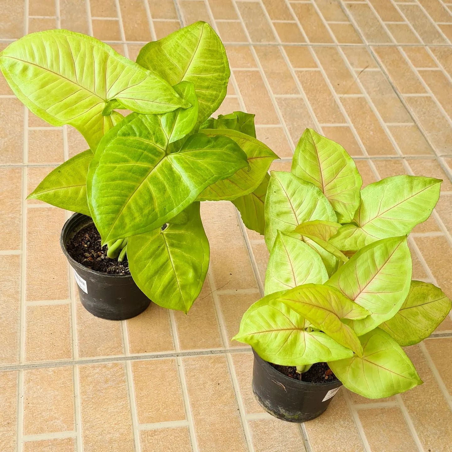 🌸 Plectranthus 'Mona Lavender' Hardiness Zones 9a11b