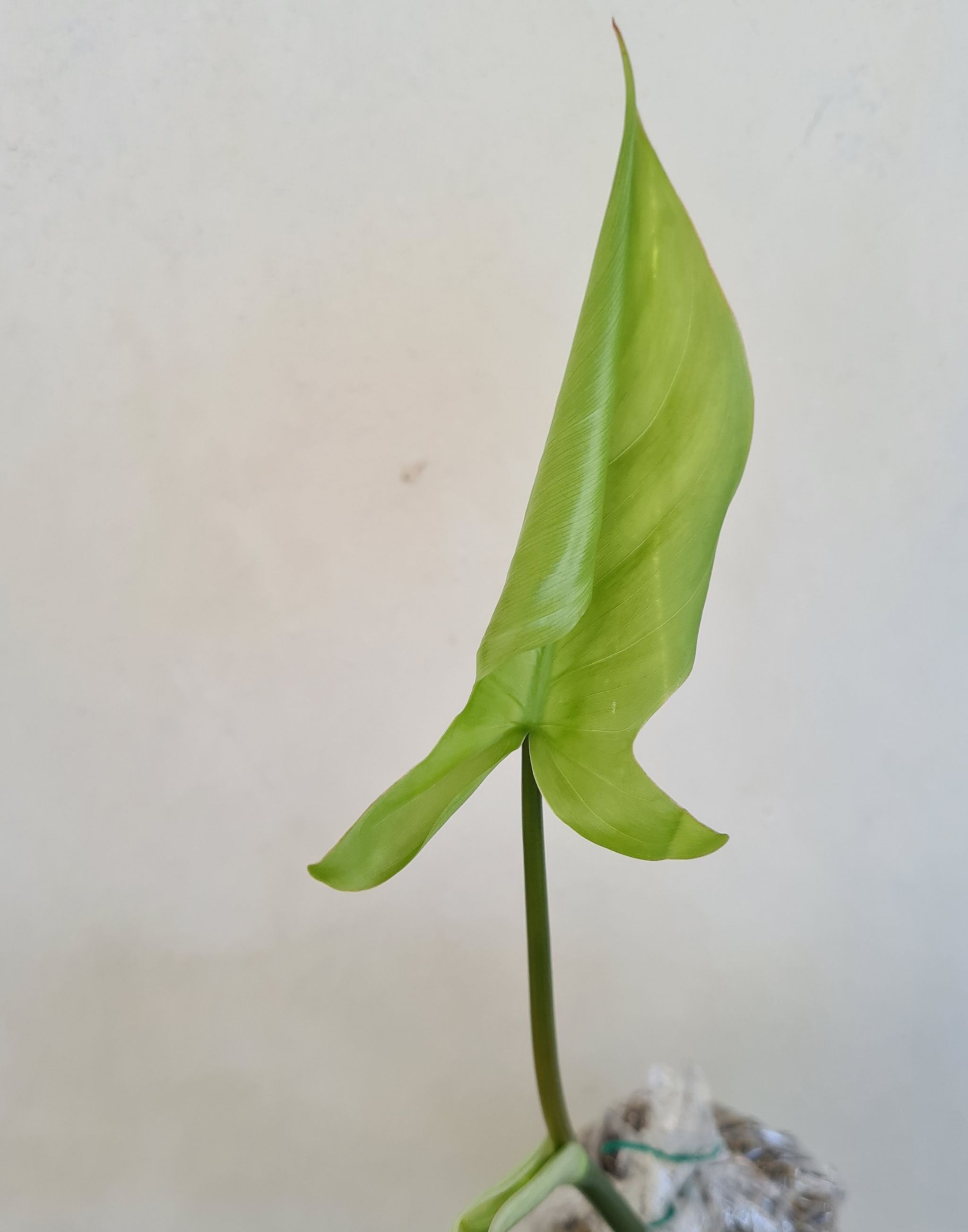 Photo from the post
