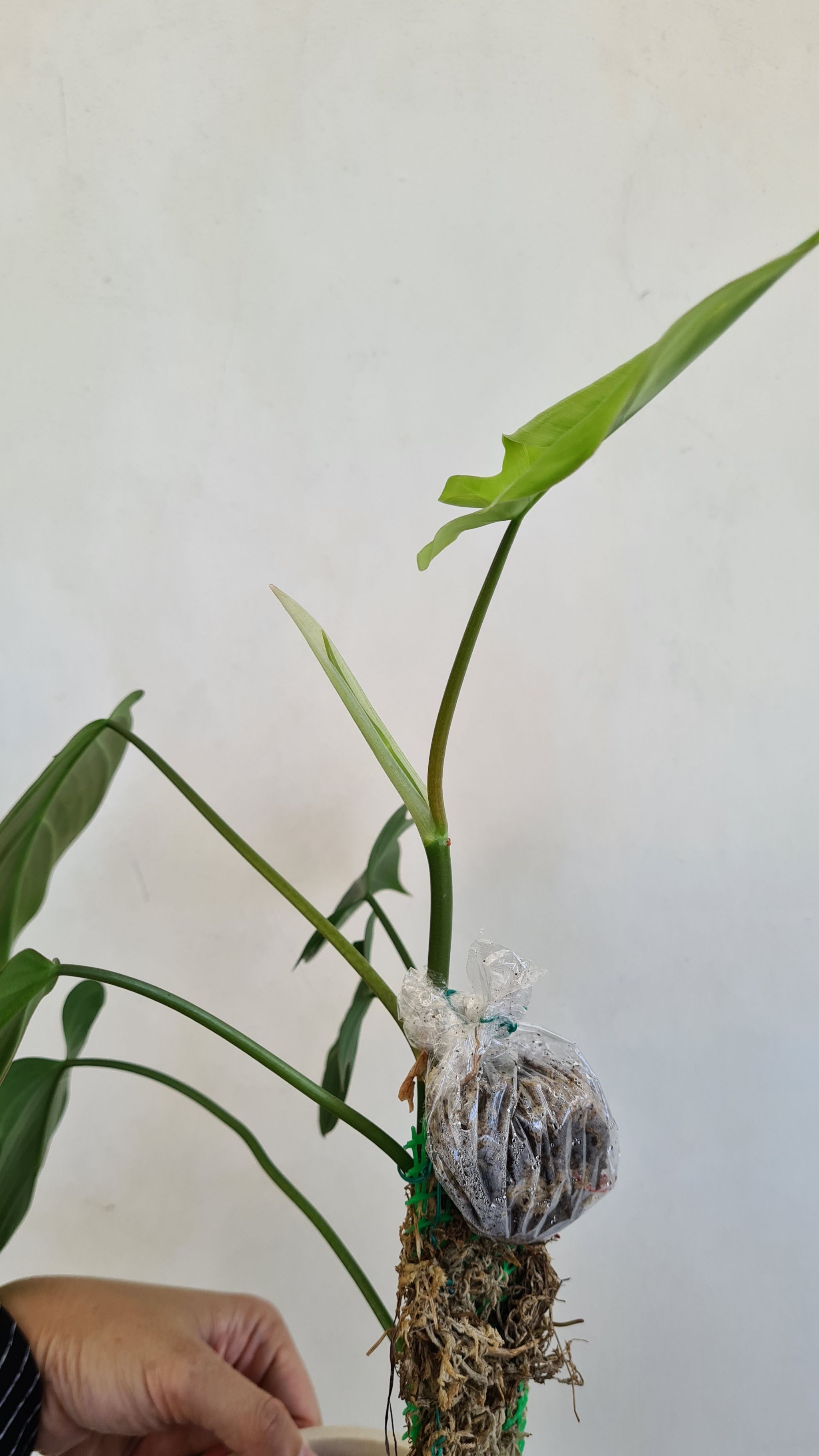 Photo from the post