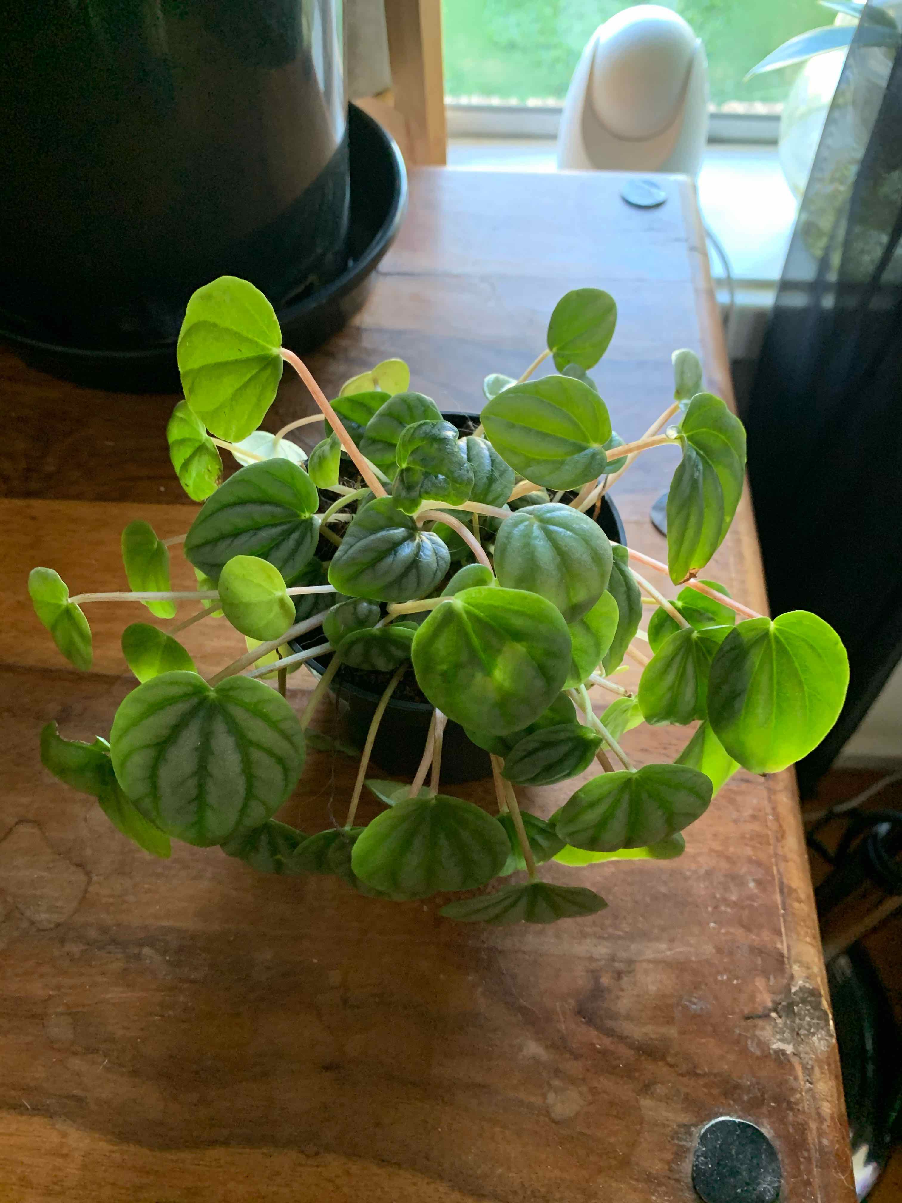 Healthy Silver Frost Peperomia plant with vibrant green leaves on a wooden surface.