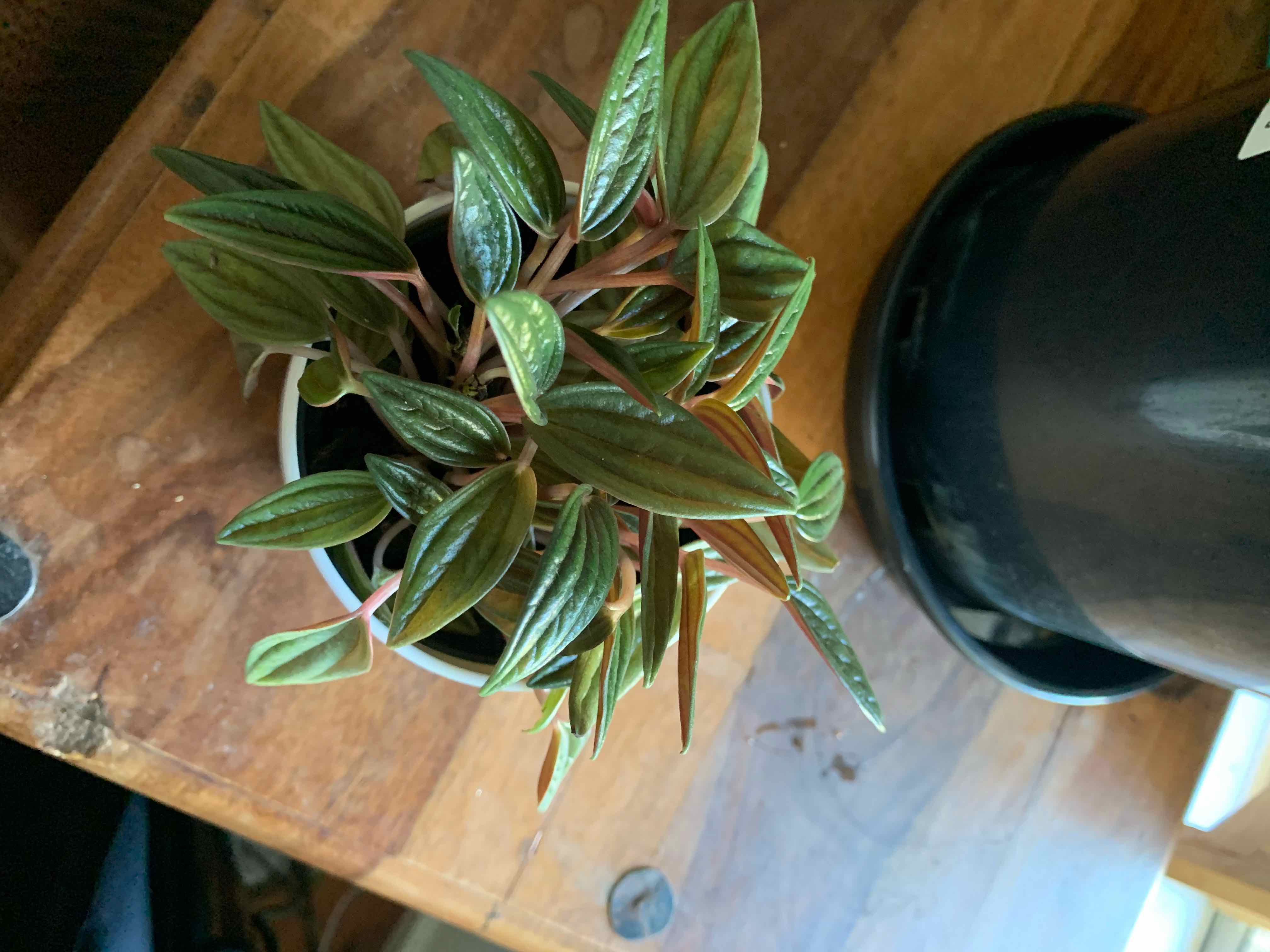 What Do Peperomia 'Rosso' Flowers Mean?