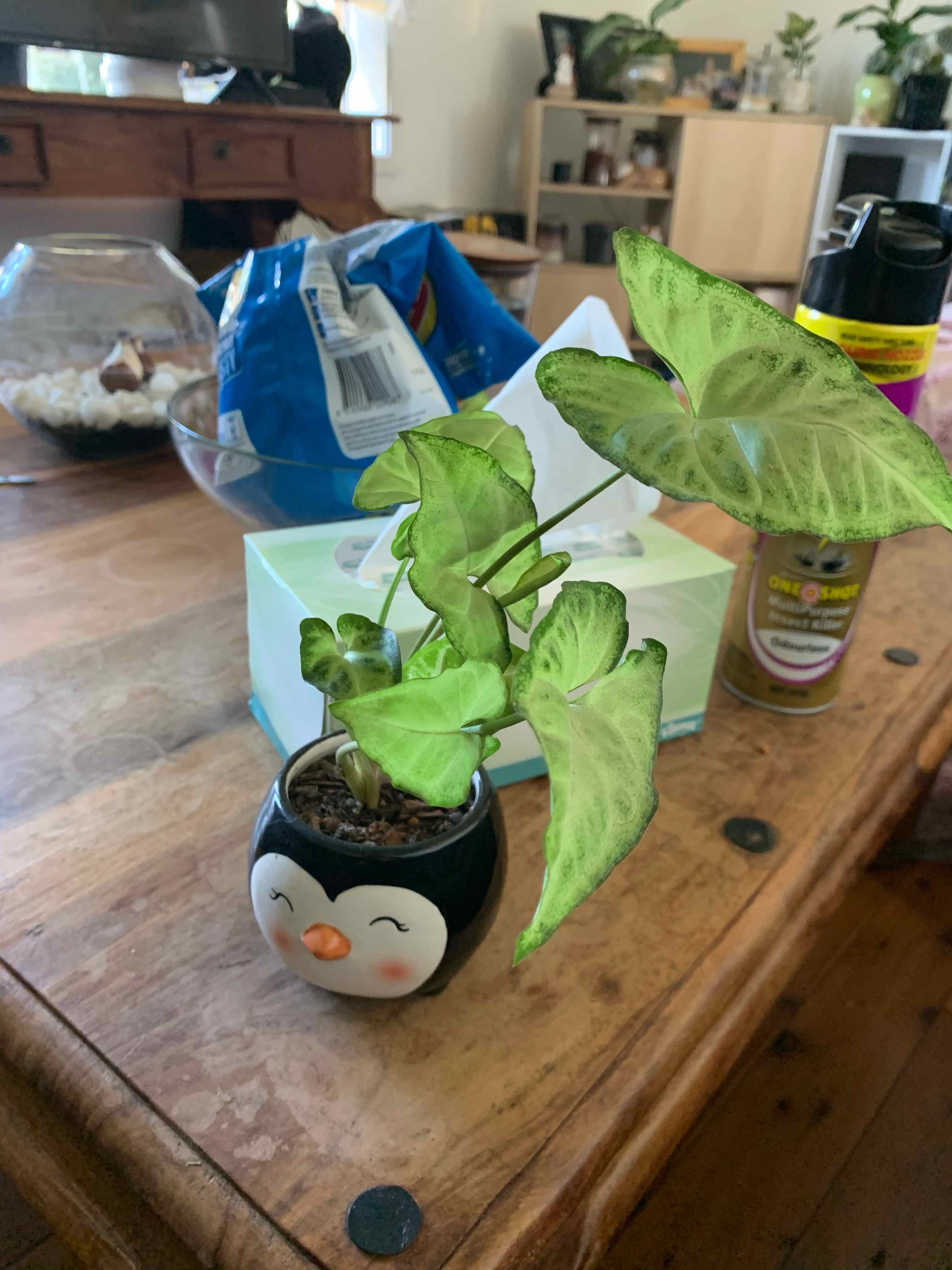 Syngonium Pixie plant in a small pot on a wooden table, with mostly healthy leaves.