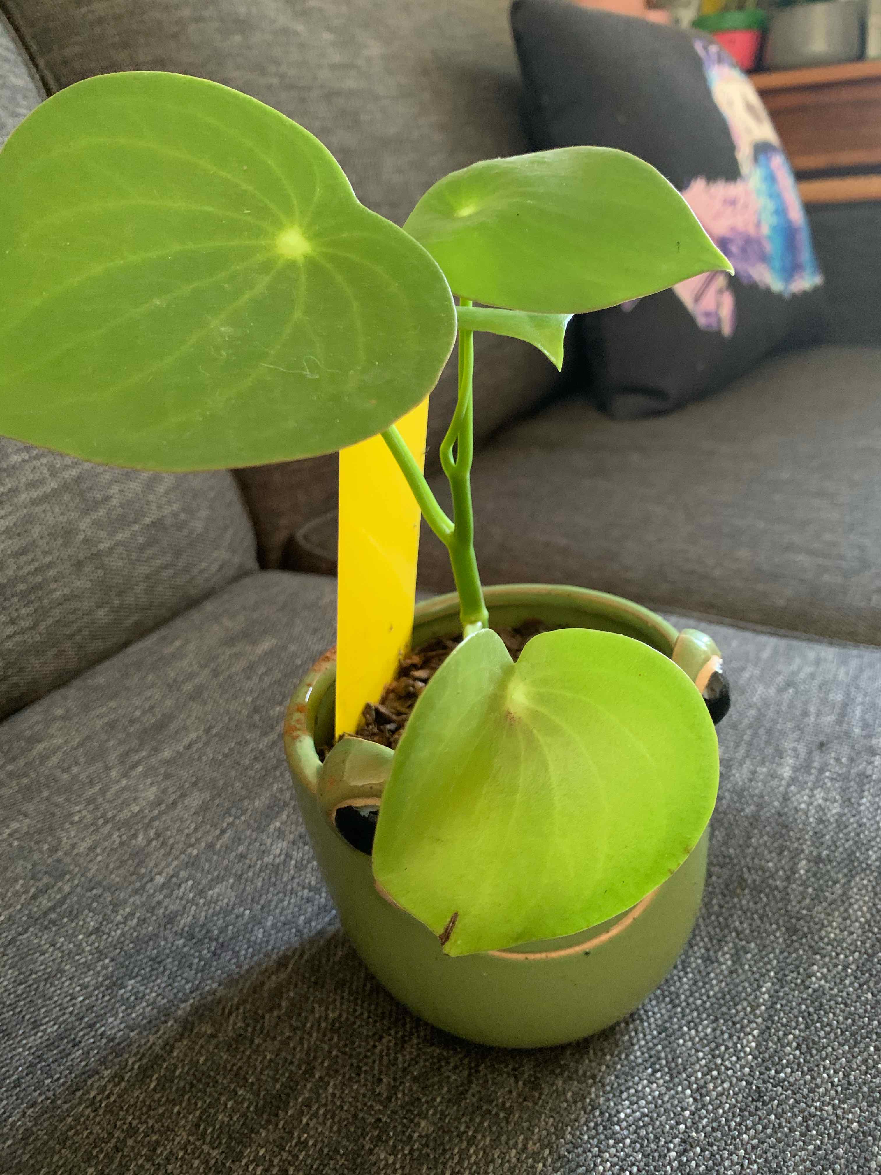 Raindrop Peperomia plant in a small pot on a couch, with vibrant green leaves.