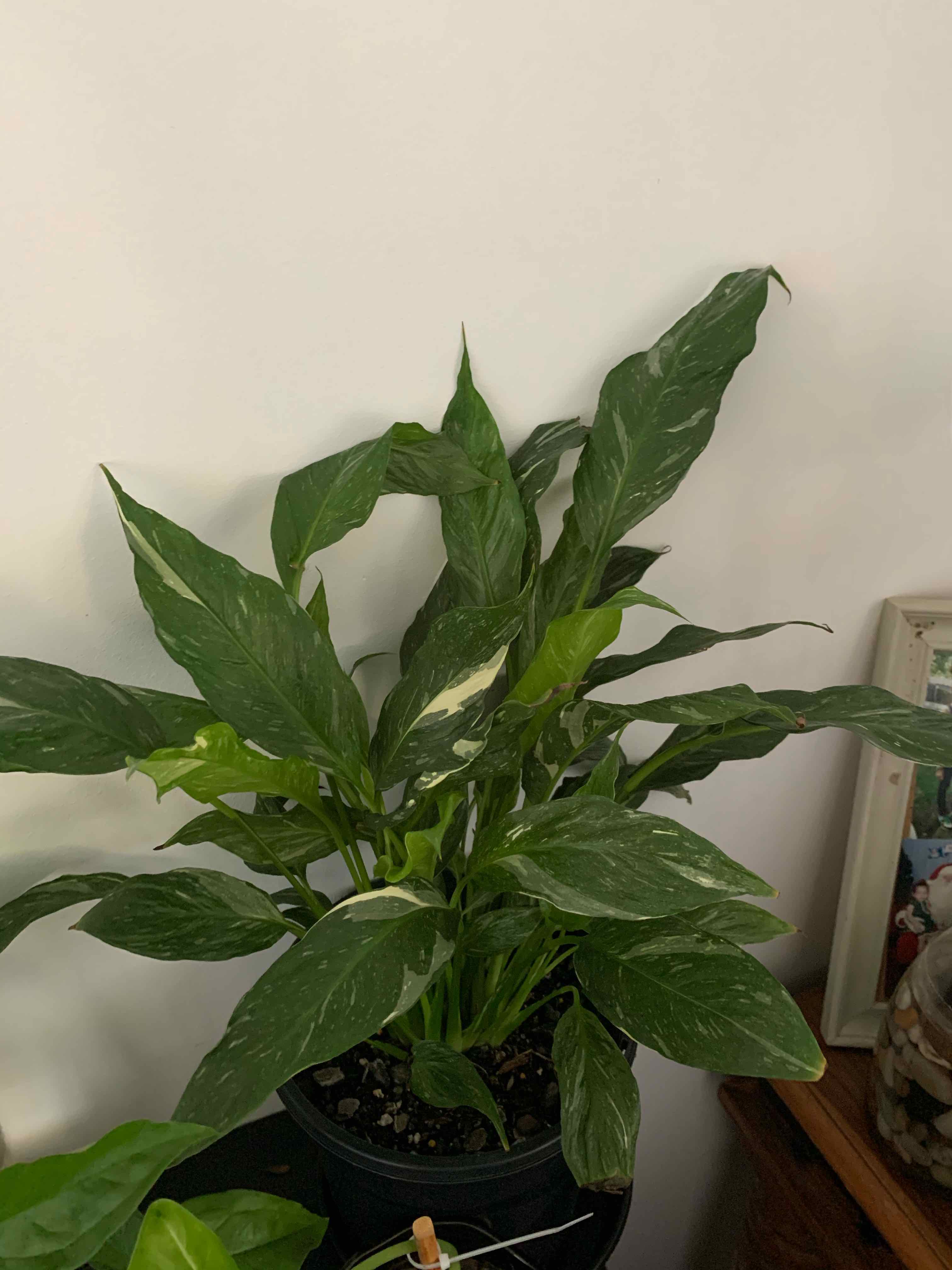 Domino Peace Lily with variegated leaves in a pot, appears healthy.