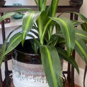 Photo of the plant species Dracaena 'Hawaiian Sunshine' by @SuperbKonjac named Morgan Treeman on Greg, the plant care app