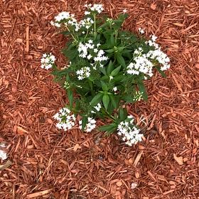 Photo of the plant species Pentas 'BeeBrightTM White Imp.' by @MasterHedera named ChloroPhil on Greg, the plant care app