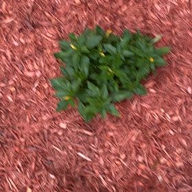 Photo of the plant species Ramgoat Dashalong by @MasterHedera named Clooney on Greg, the plant care app