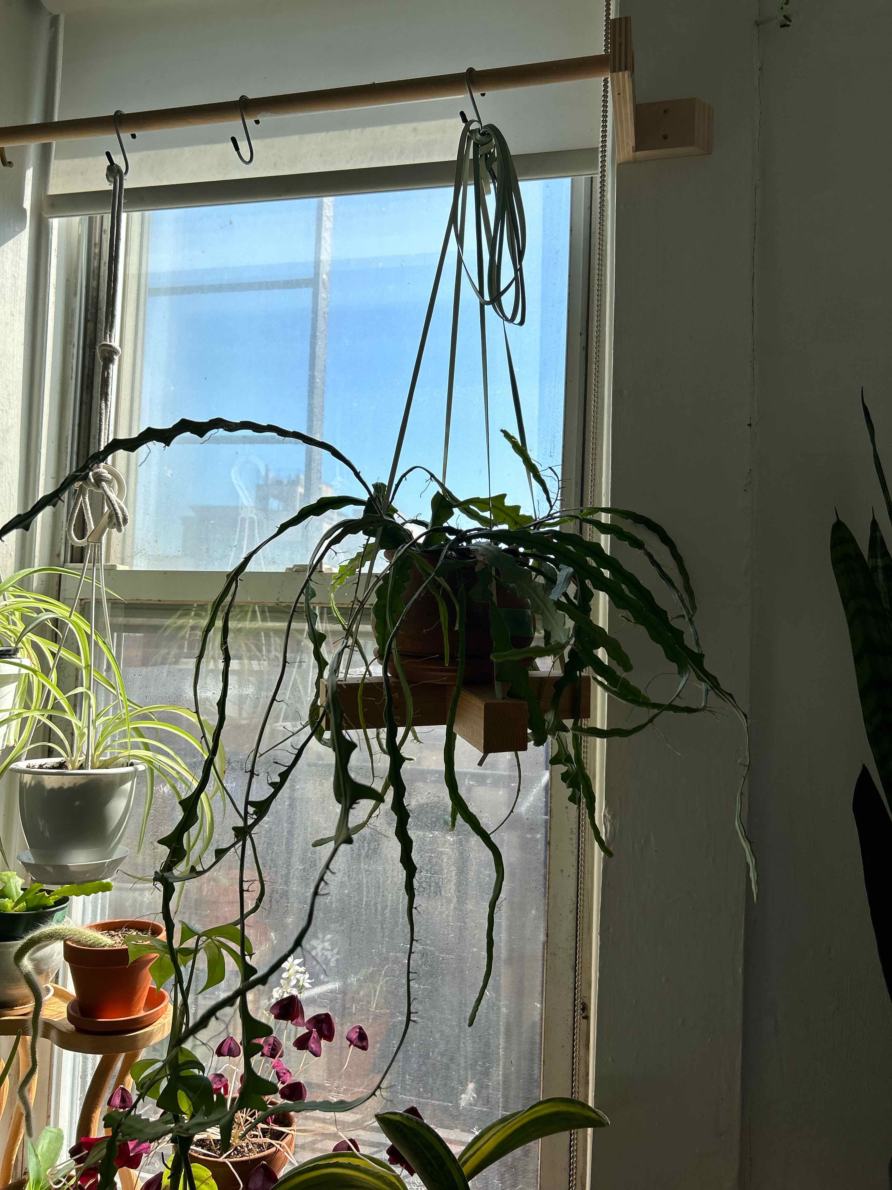 Photo of the plant species Selenicereus Anthonyanus by @Acer named Osakana kun on Greg, the plant care app