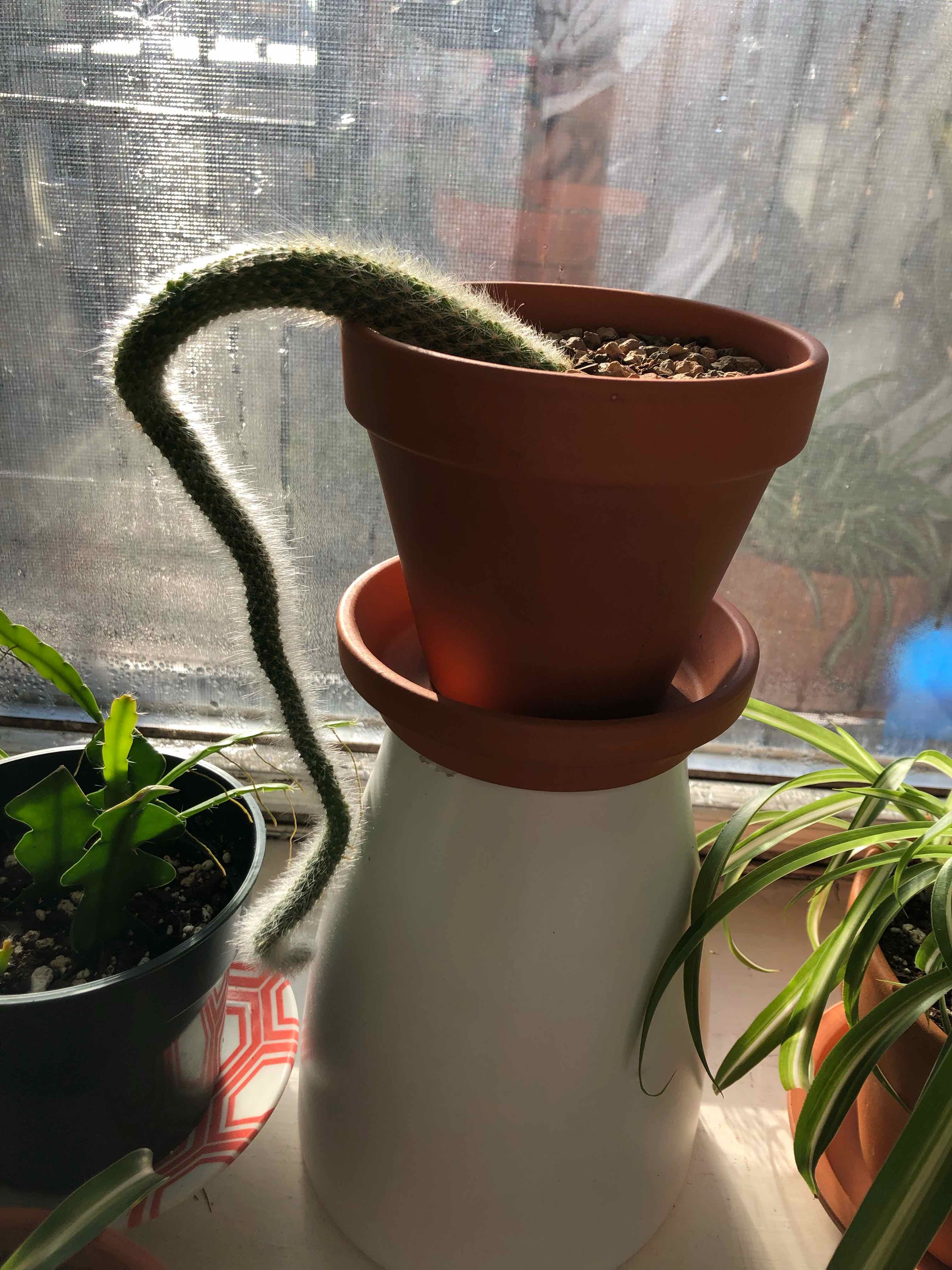 Photo of the plant species Monkey Tail Cactus by @Acer named Ukisuke on Greg, the plant care app