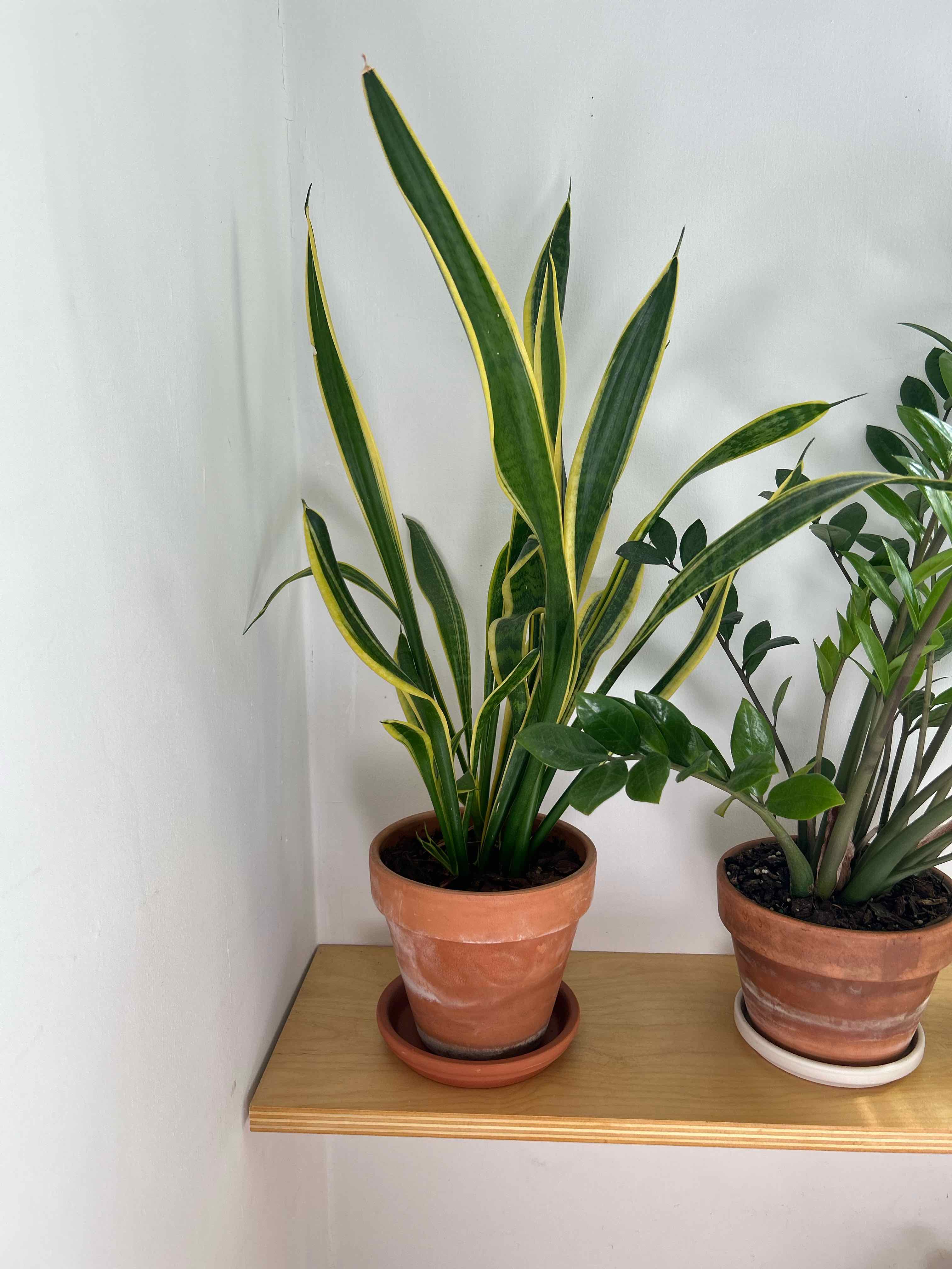 Photo of the plant species Sansevieria 'Lauren' by @Acer named Nobita on Greg, the plant care app