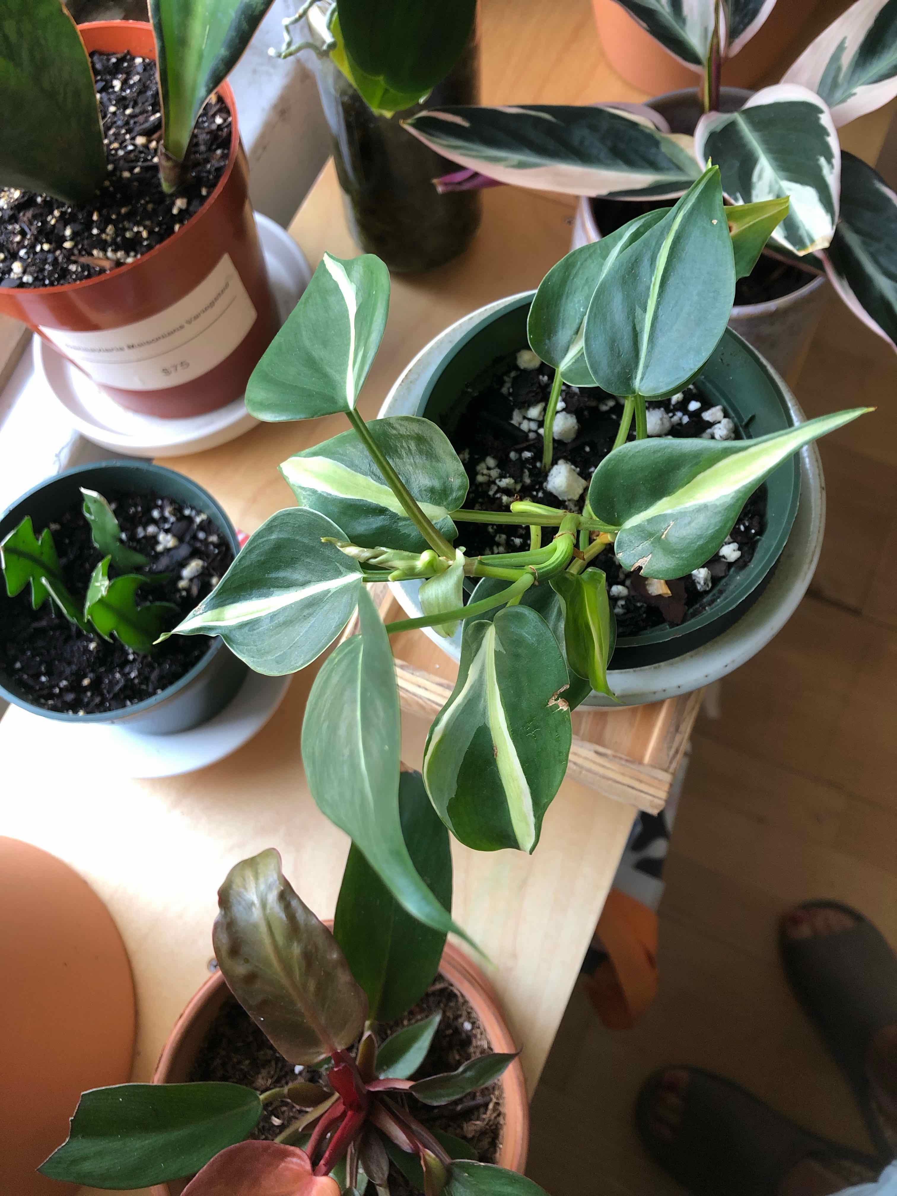 Silver Stripe Philodendron with variegated leaves in a pot, surrounded by other plants.
