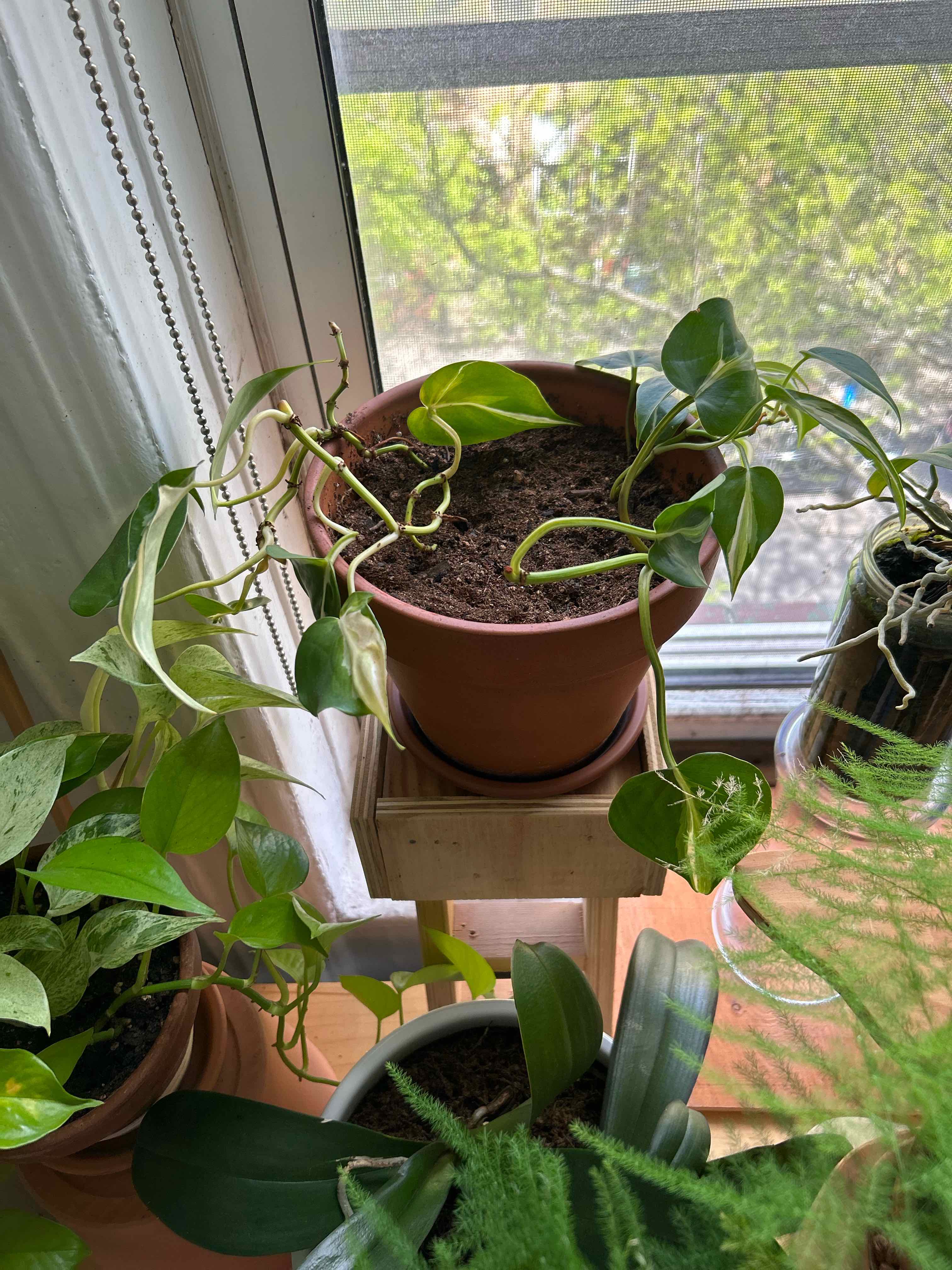 Silver Stripe Philodendron near a window with visible soil and some yellowing and browning leaves.