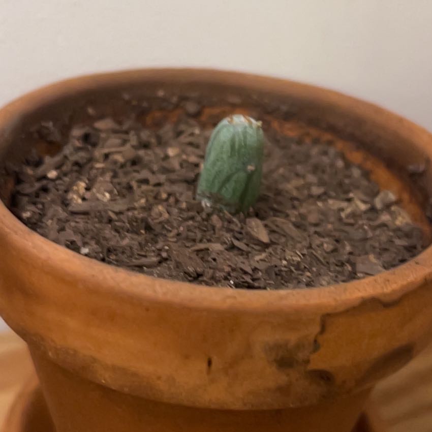 Photo of the plant species Candle cactus by @Acer named Checkers on Greg, the plant care app
