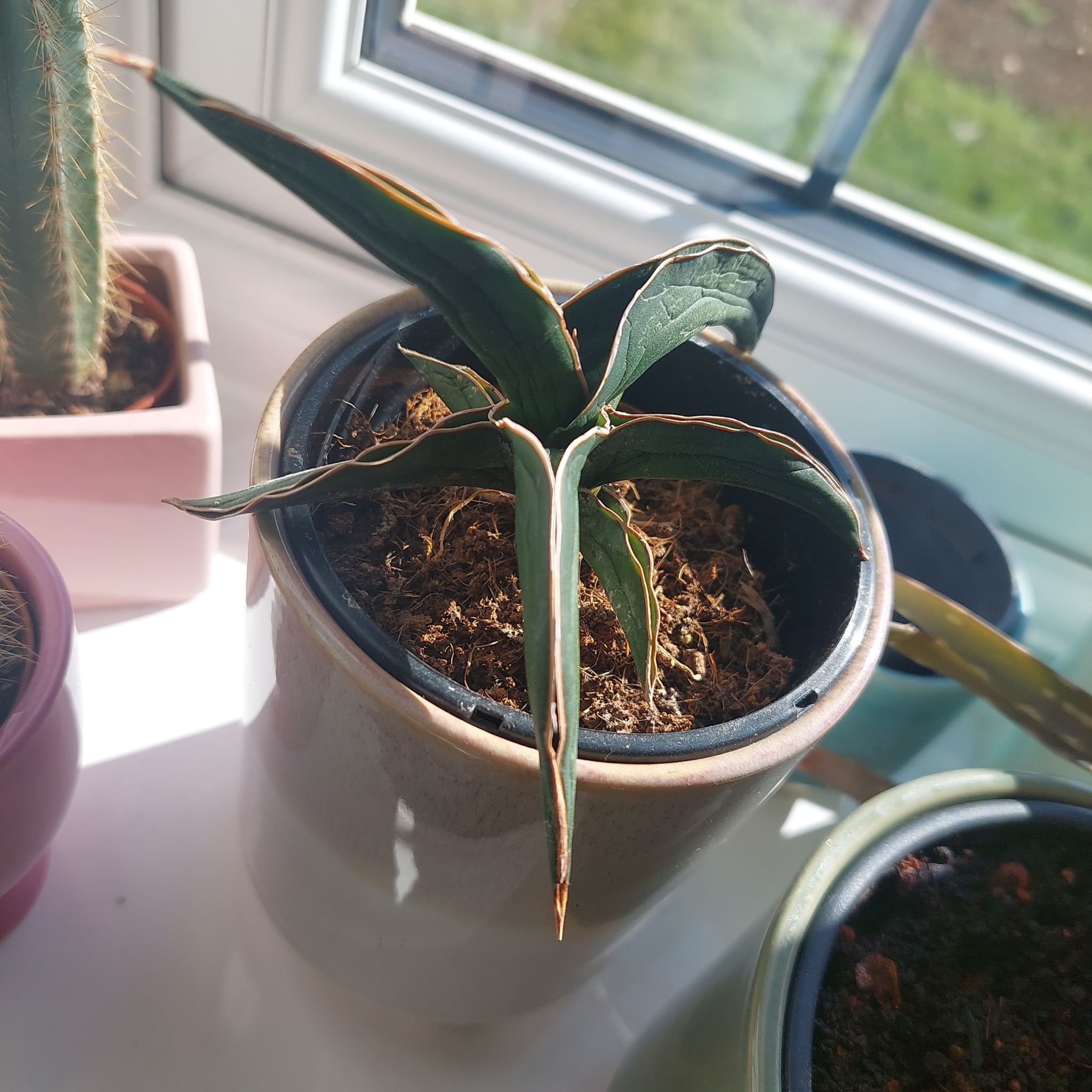 Photo of the plant species Star Canary by @HonoraryGabisan named Zara on Greg, the plant care app
