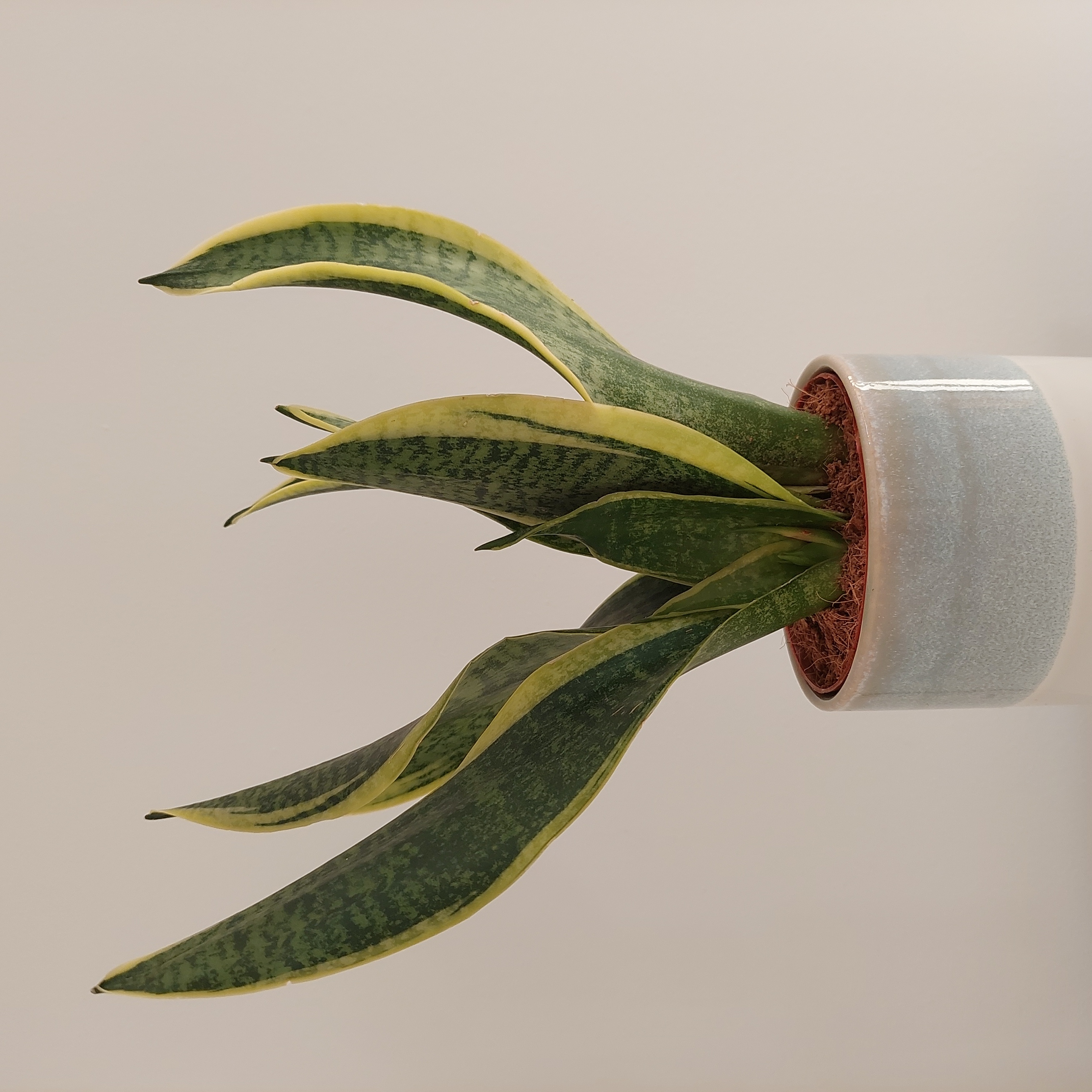 Futura Superba Snake Plant in a pot with green leaves and yellow edges.