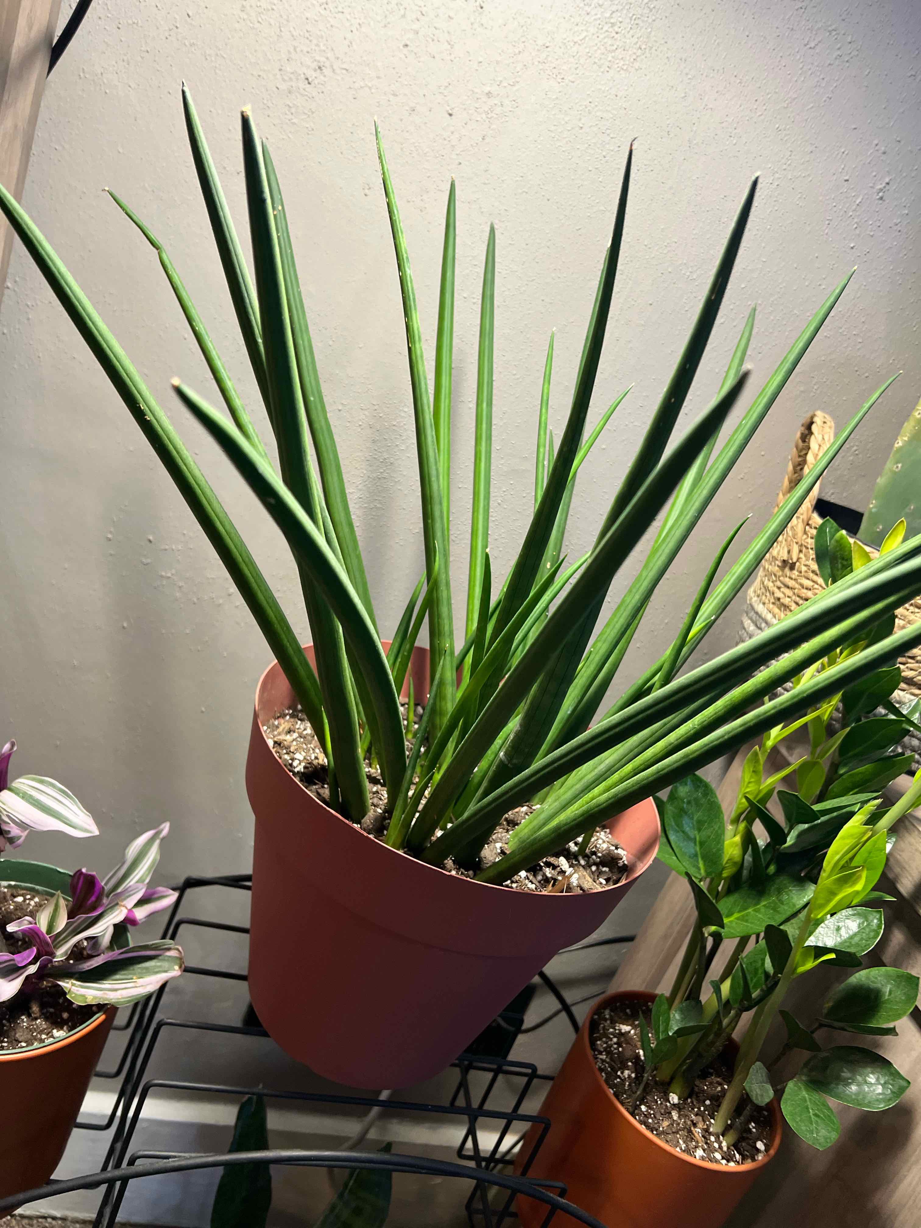 Plant care for Siam Silver on Greg, the plant care app