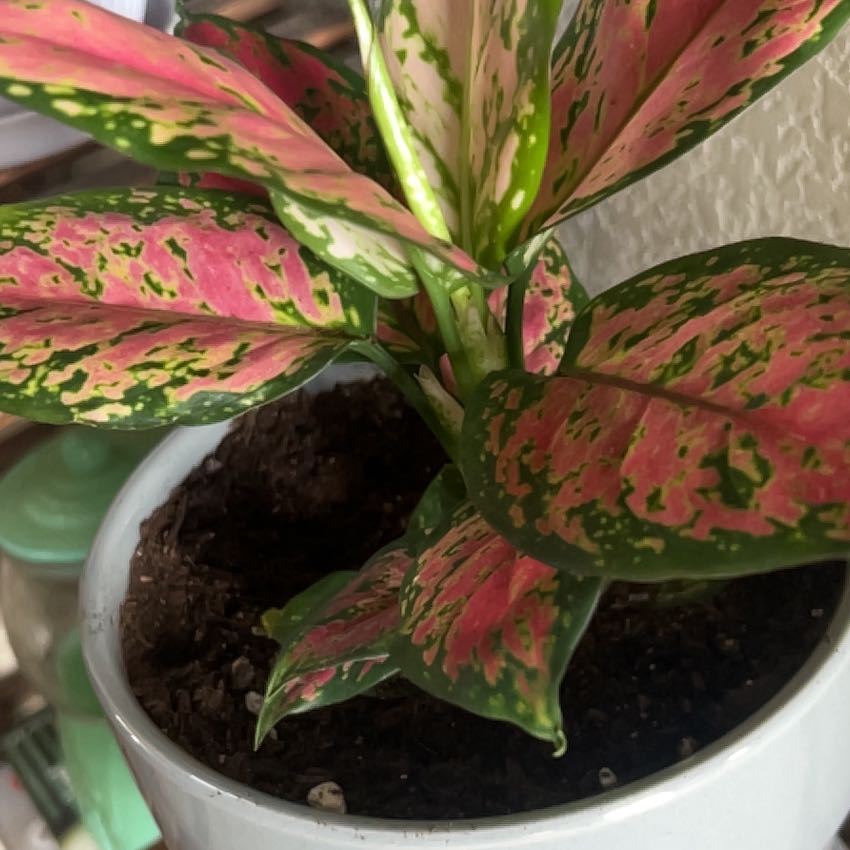 Photo of the plant species Aglaonema 'Pink Beauty' by @SkilledPepper named Remington on Greg, the plant care app