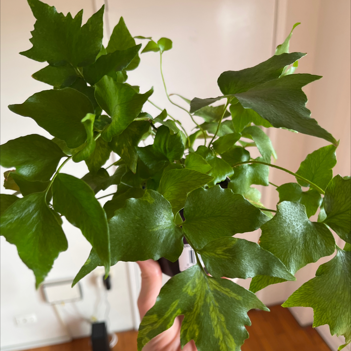 Healthy House Holly-Fern with green leaves, held by a hand.