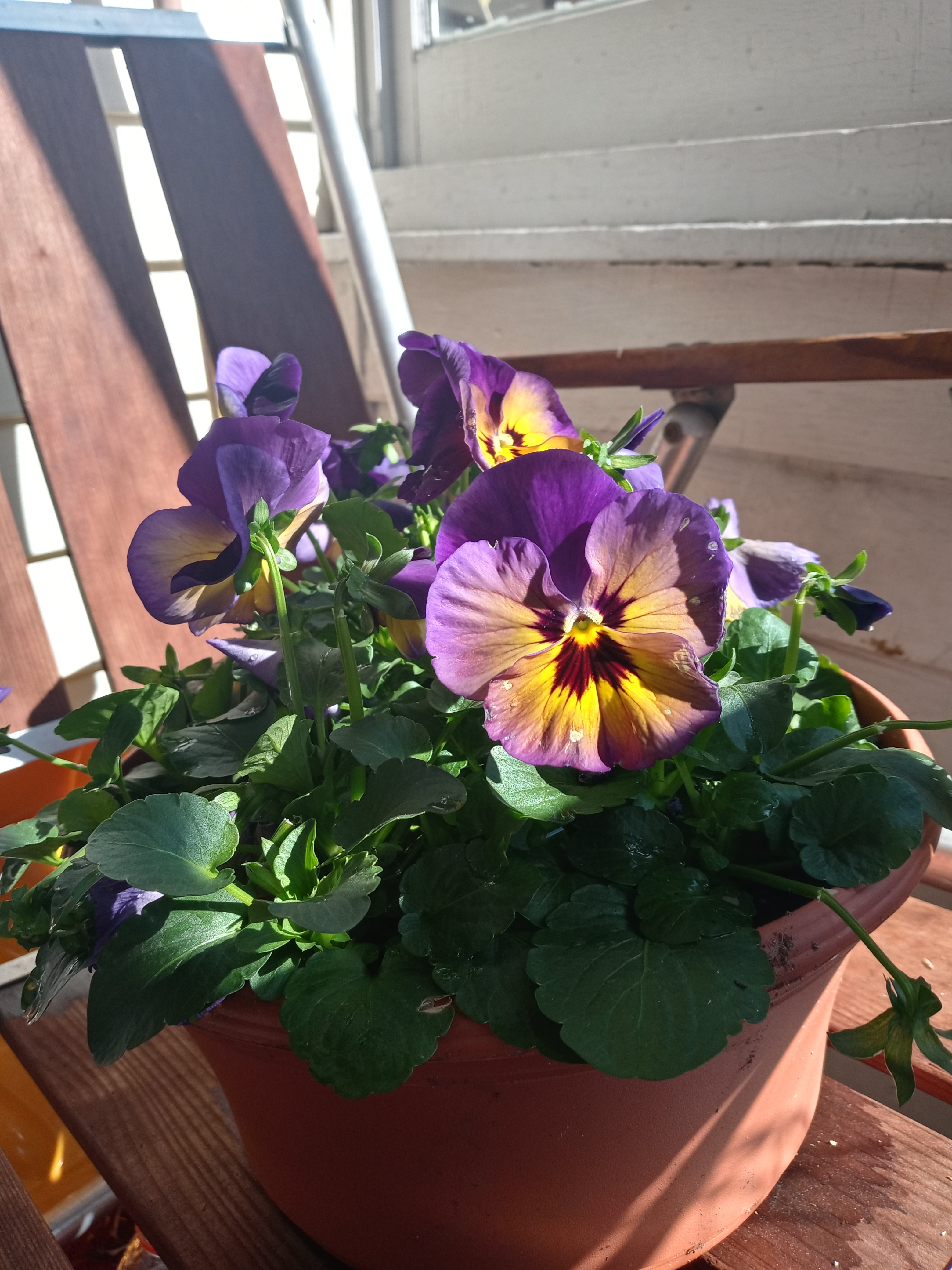 Wild Pansy How Much Water & Light Does it Need to Thrive?