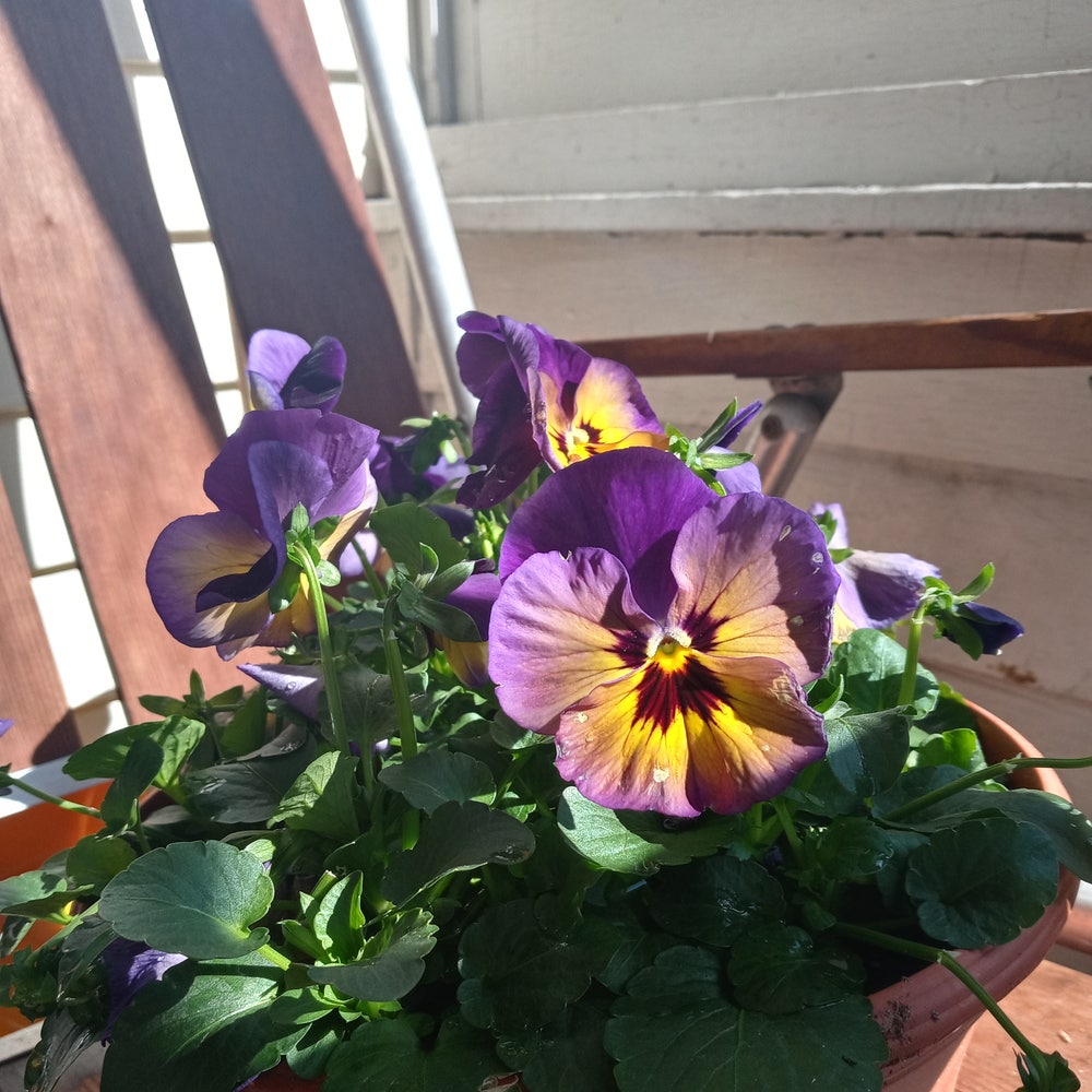 Bridal Bouquet – The Wild Pansy