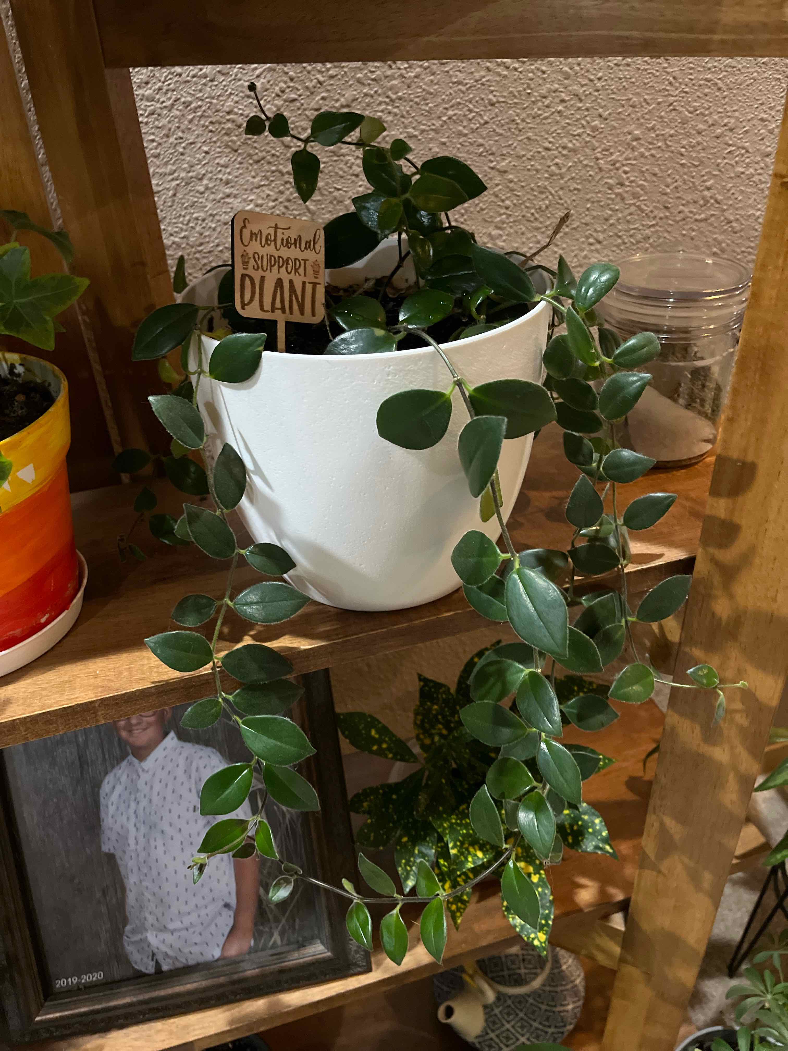 Lipstick Vine plant in a white pot on a wooden shelf, appearing healthy with green leaves.