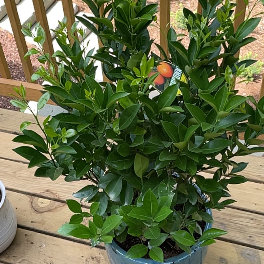Healthy Calamondin plant with lush green leaves in a pot on a wooden deck.