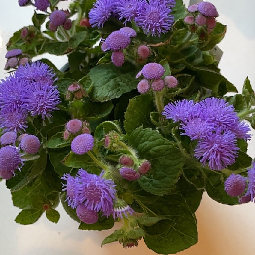 Blue Billygoat Weed plant with vibrant purple flowers and healthy green leaves.
