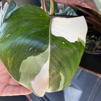 Philodendron 'White Princess' plant in Somewhere on Earth