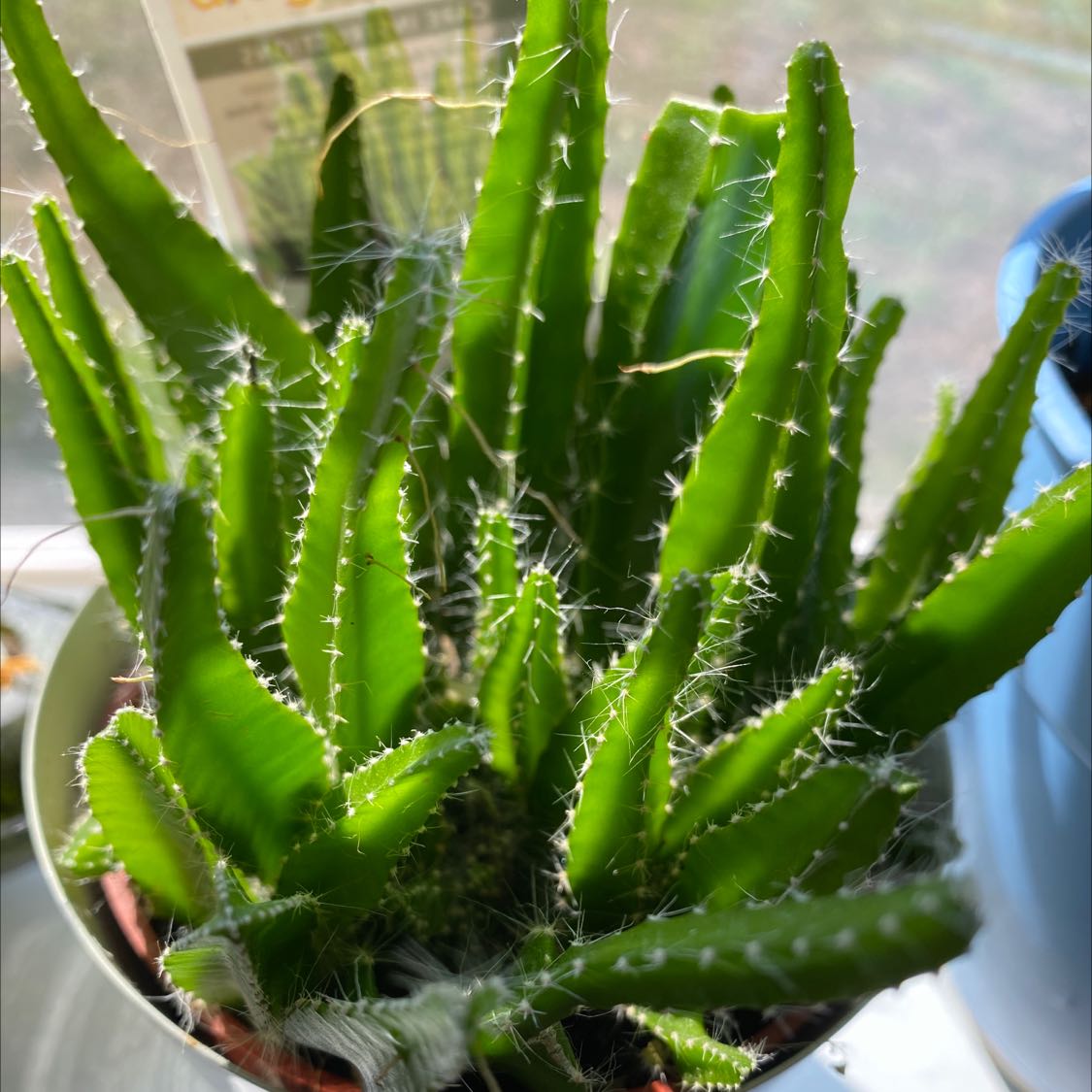 Photo of the plant species Dragon Fruit by @Hpg87 named Dragonfruit on Greg, the plant care app