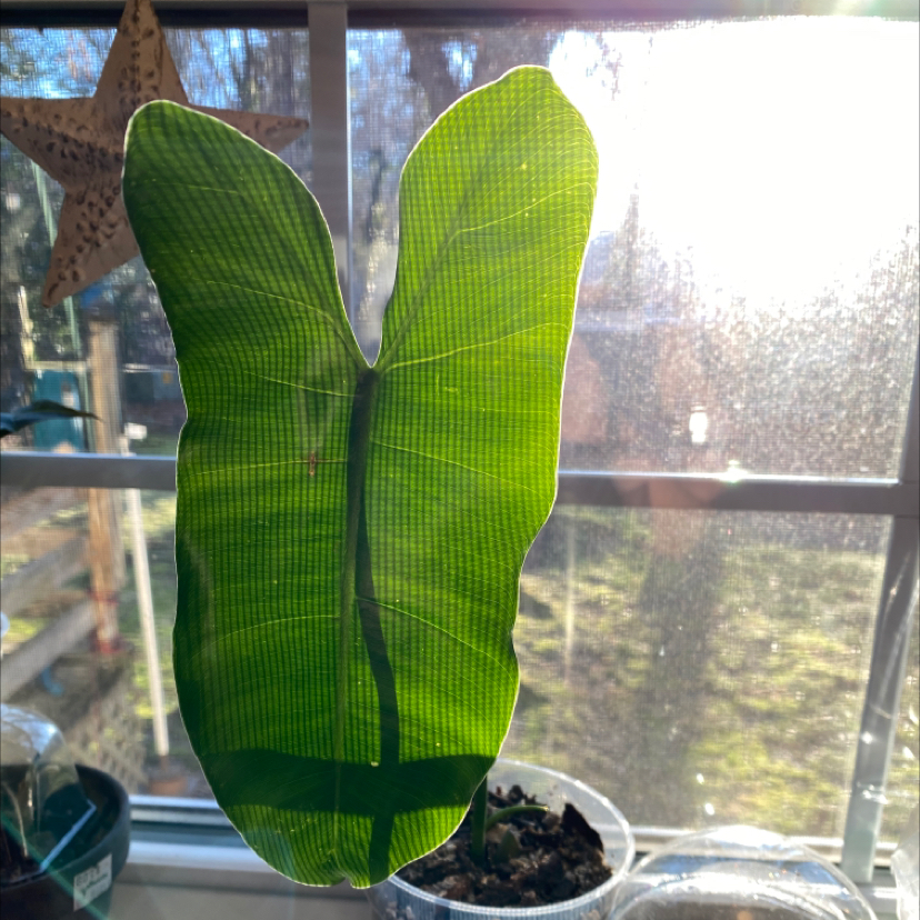 Philodendron Burle Marx leaf backlit by sunlight, soil visible in pot.