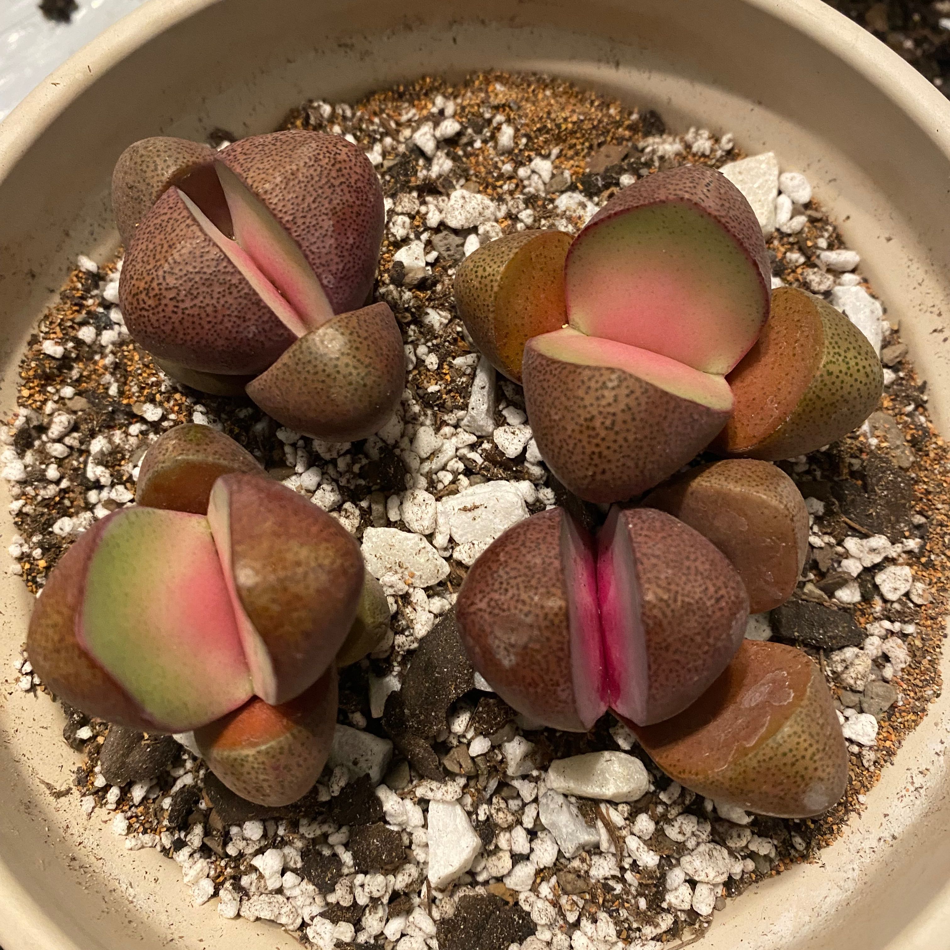 Royal Flush Split Rock plant in a pot with visible soil and no signs of disease.