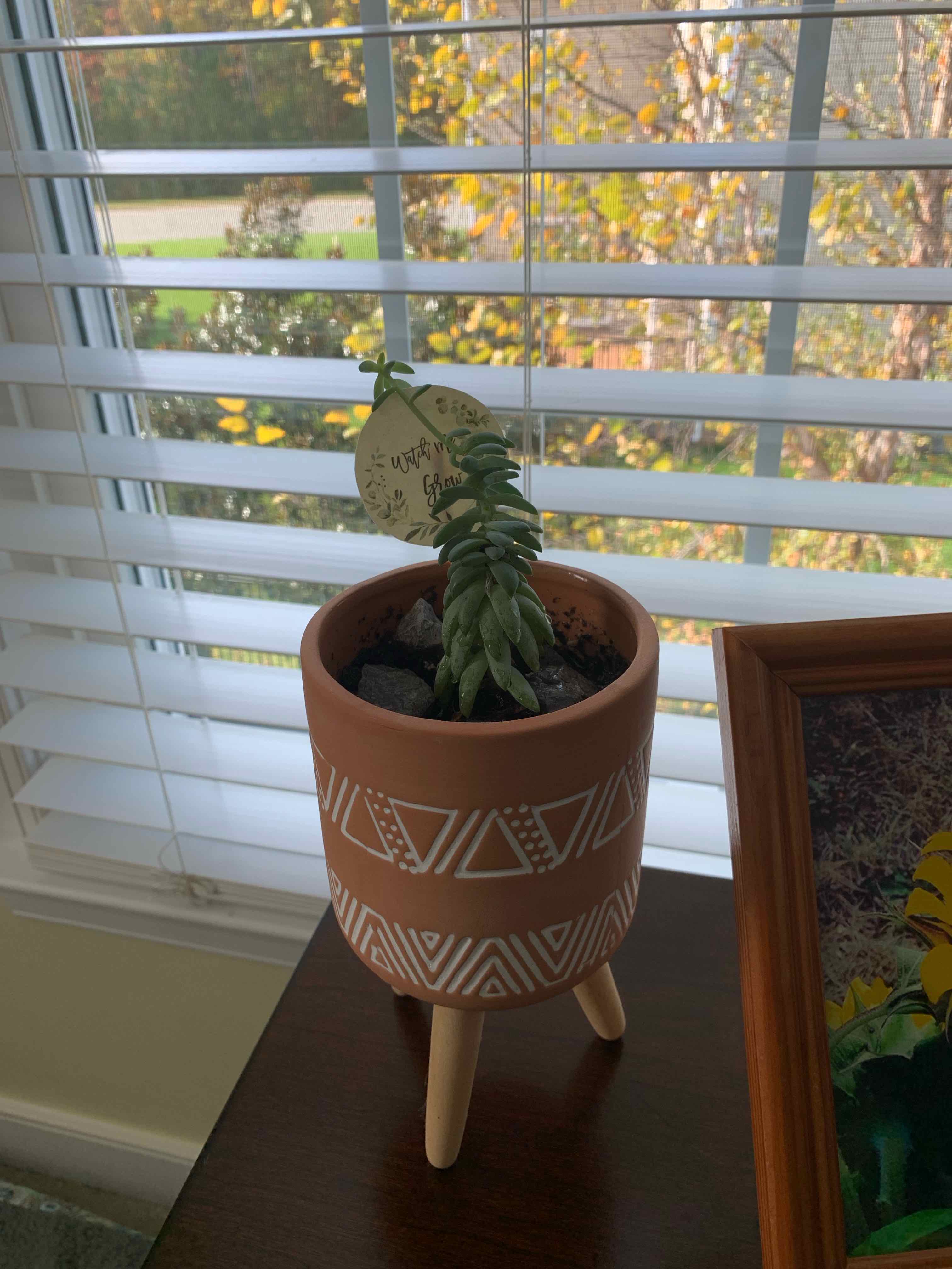 Potted Crested Blue Flame plant on a stand by a window, healthy and well-framed.