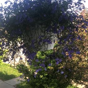 Photo of the plant species Queen's Wreath by @RewardingRuby named Luna on Greg, the plant care app