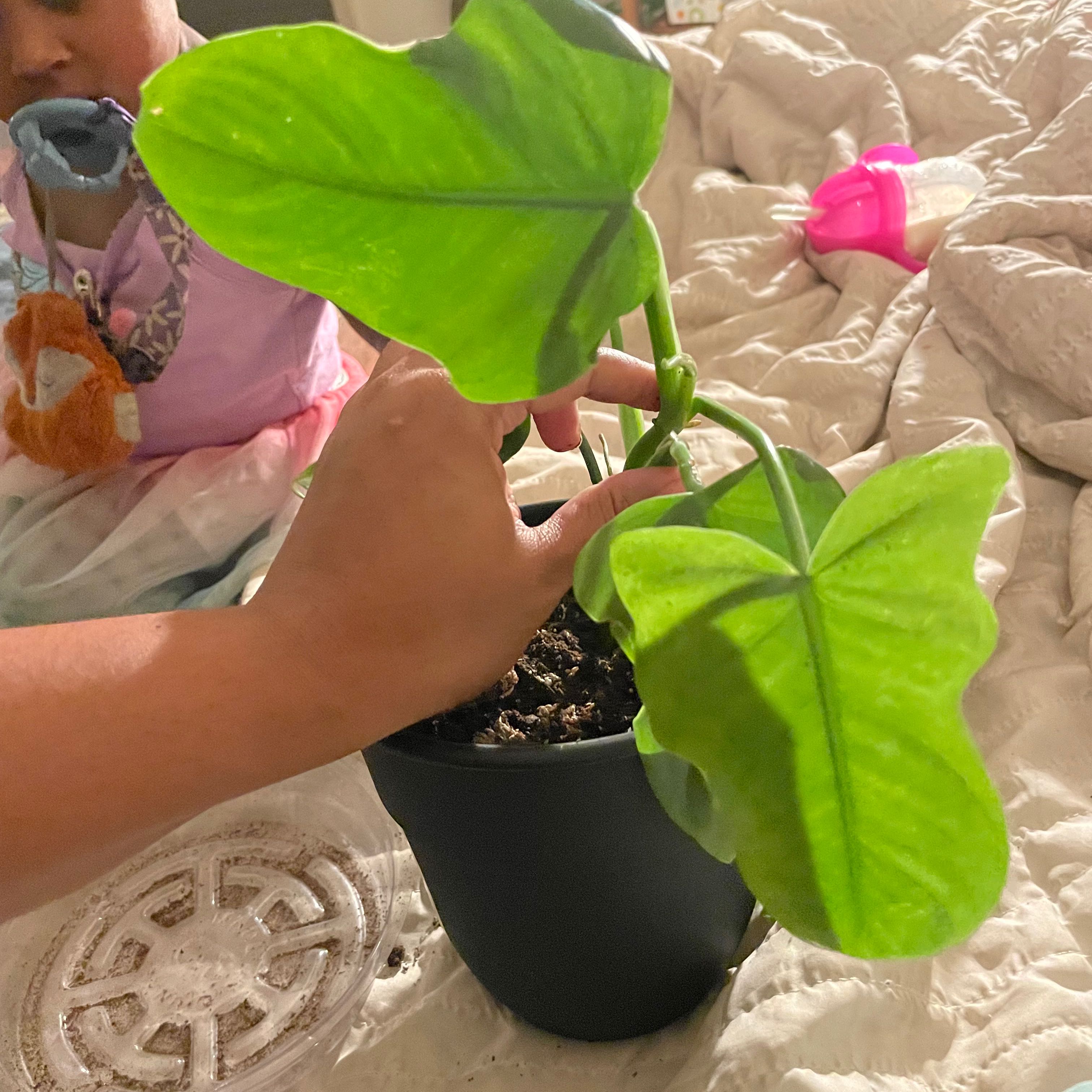 Horsehead Philodendron plant in a black pot with vibrant green leaves, held by a hand.