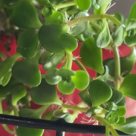 Photo of the plant species Grandiflora Crown of Thorns by @ZarfRaspfern named Xena on Greg, the plant care app