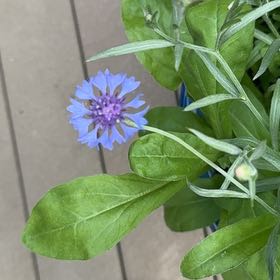 Photo of the plant species Michaelmas Daisy by @ZarfRaspfern named Harry on Greg, the plant care app