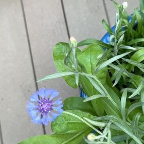 Photo of the plant species Cornflower by @ZarfRaspfern named Gobi on Greg, the plant care app