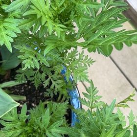 Photo of the plant species Roman Wormwood by @ZarfRaspfern named Messi on Greg, the plant care app