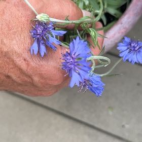 Photo of the plant species Cornflower by @ZarfRaspfern named Fernie Mac on Greg, the plant care app