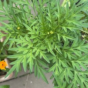 Photo of the plant species Sulphur Cosmos by @ZarfRaspfern named Sigmund on Greg, the plant care app