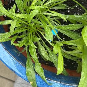 Photo of the plant species Canadian Fleabane by @ZarfRaspfern named Leaf Erickson on Greg, the plant care app