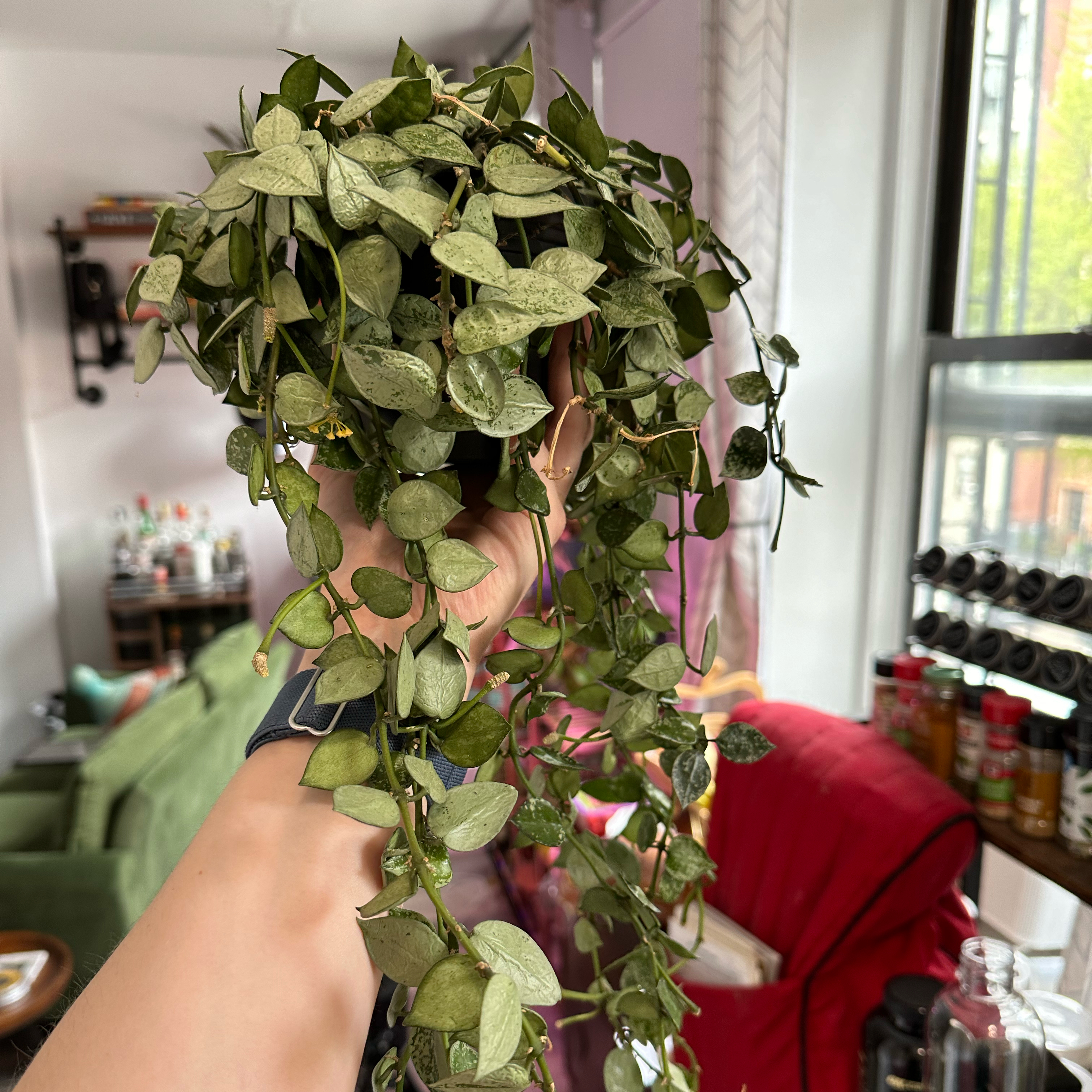 Hanging Super Silver Hoyaa Krohniana plant with variegated leaves held up by a hand indoors.