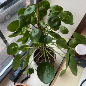 Chinese Money Plant plant photo by @FreshWidow named 现金 on Greg, the plant care app.