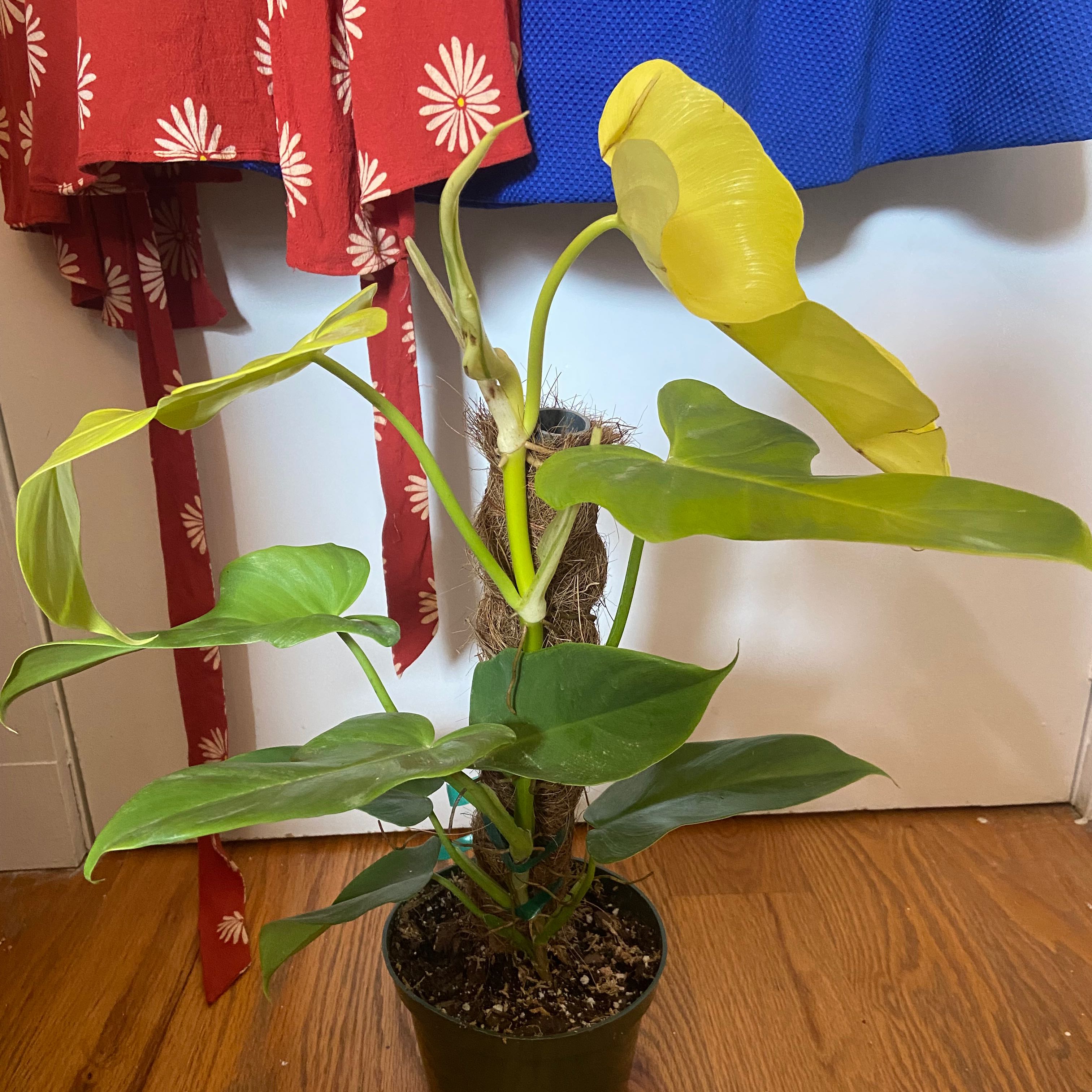 Philodendron Gold Violin plant in a pot with some yellowing leaves.