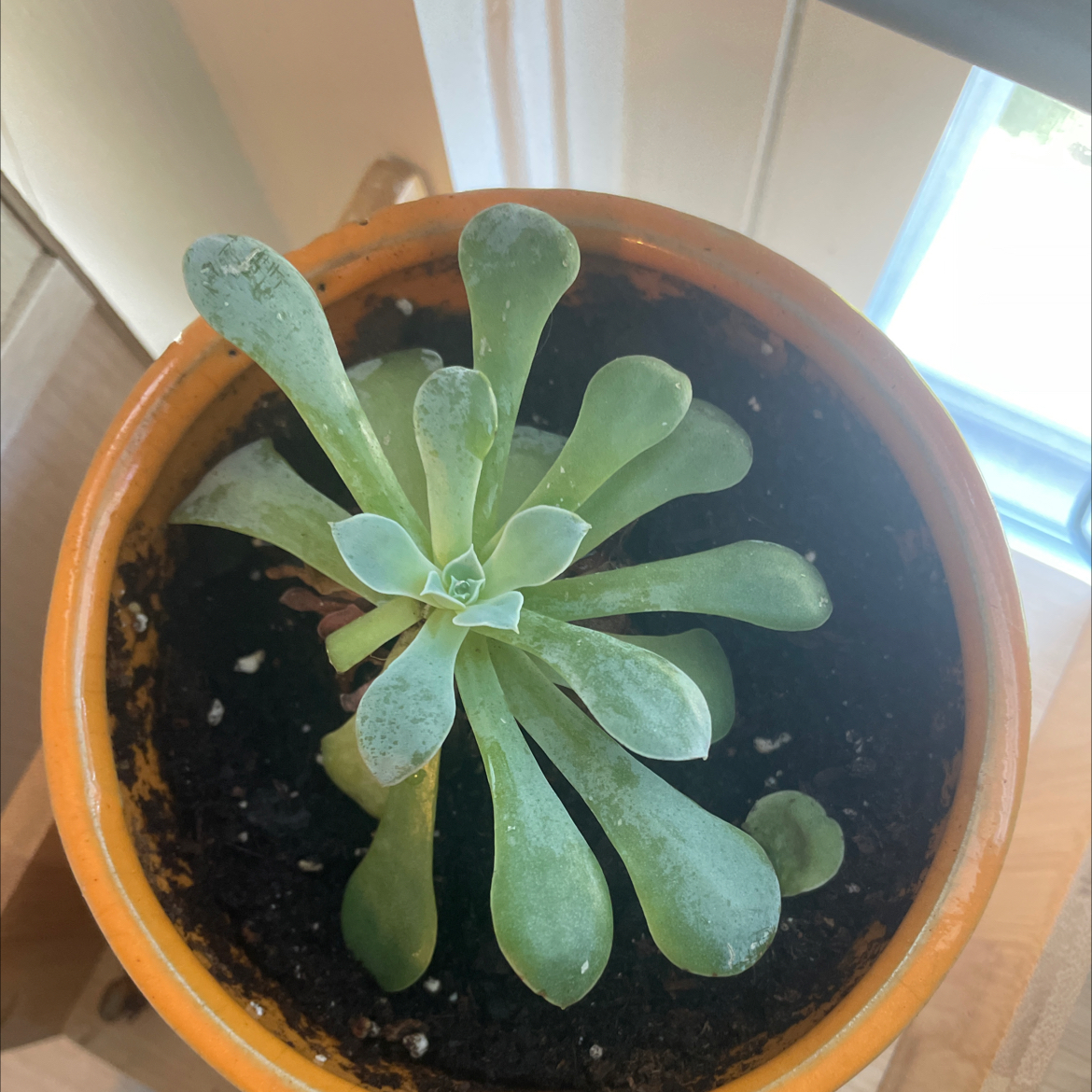 Potted Ghost Echeveria succulent with green leaves in a well-lit area.