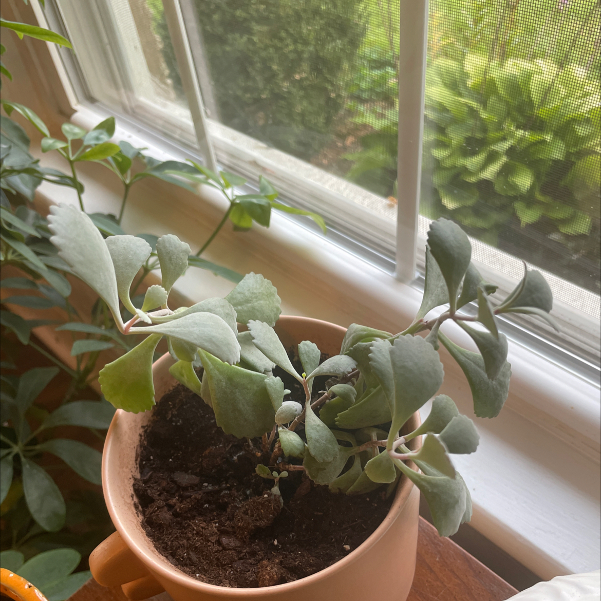 Flower Dust Plant in a pot on a windowsill with visible soil and healthy green leaves.