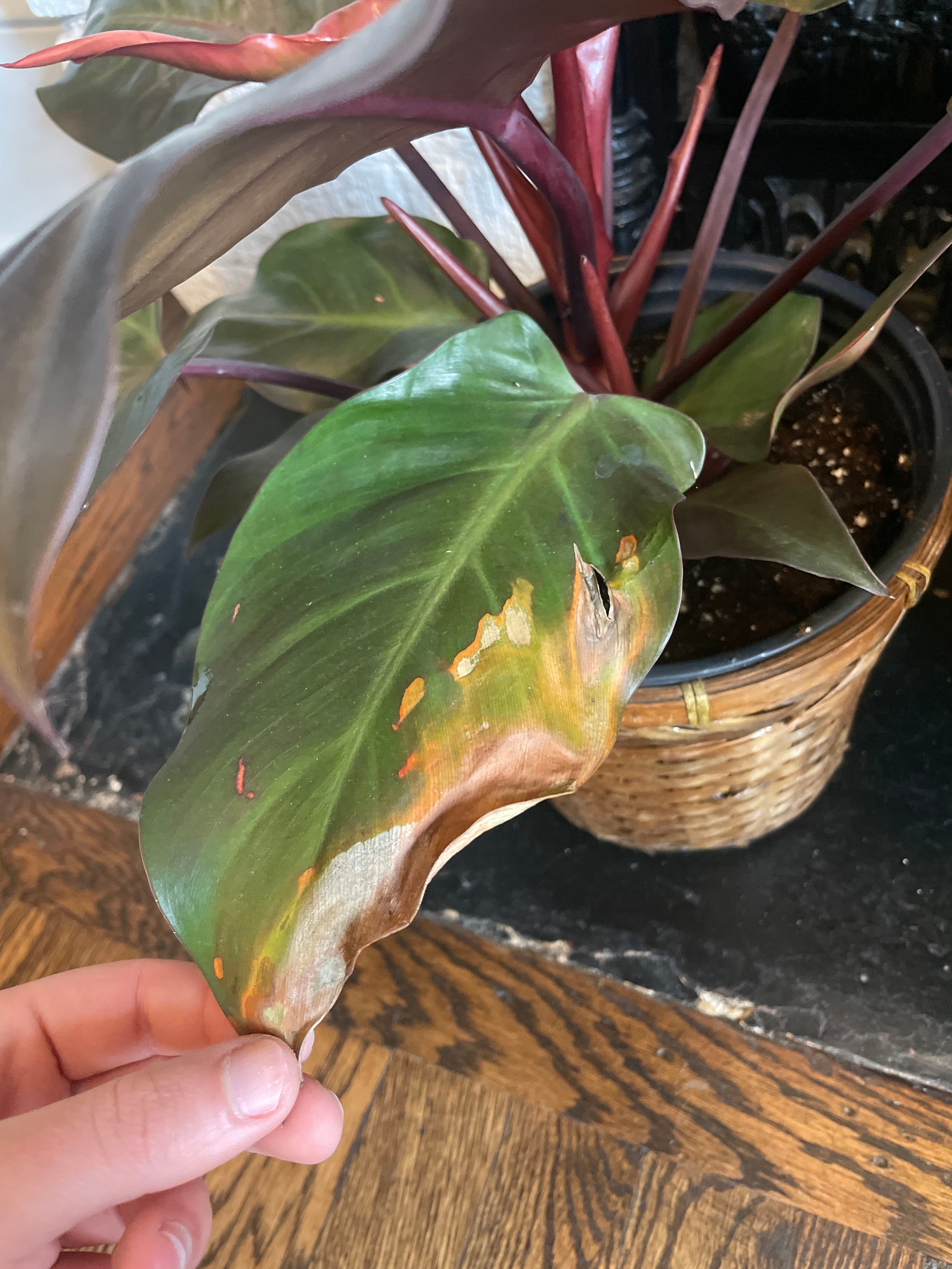Blushing philodendron leaves turning yellow/brown