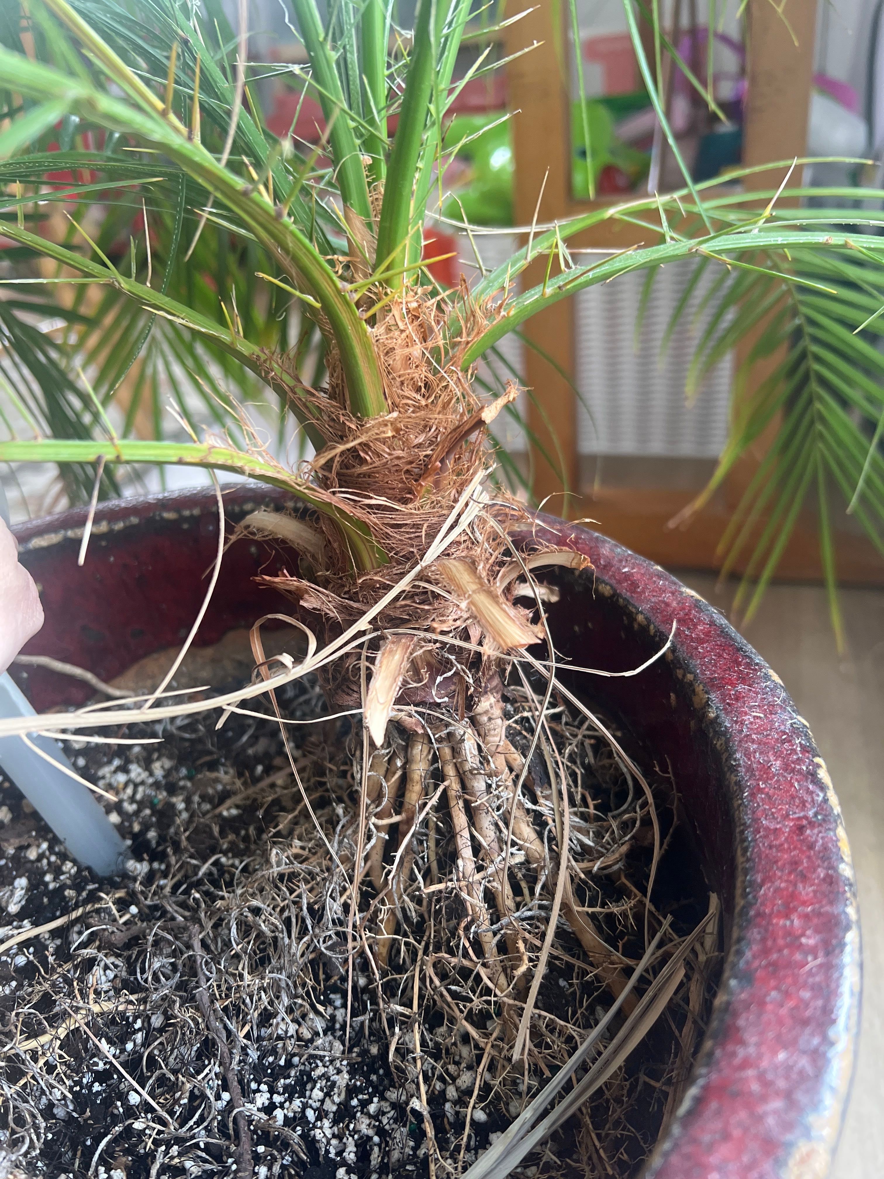 How to Plant: Pygmy Date Palm