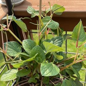 Photo of the plant species Common Bean by @LittlePretties named Sammie on Greg, the plant care app